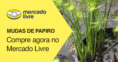Mudas de Papiro Anão - Cyperus prolifer
