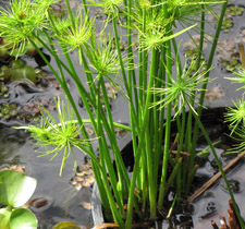 Mudas de Papiro Anão - Cyperus prolifer