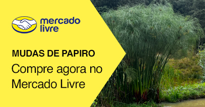 Mudas de Papiro Brasileiro - Cyperus giganteus