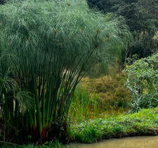 Mudas de Papiro Brasileiro - Cyperus giganteus