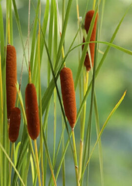 Taboa (Typha domingensis)