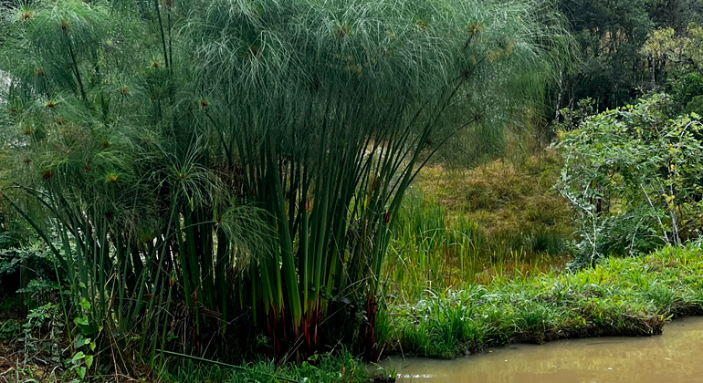 Plantio do Papiro brasileiro - Cyperus giganteus Plantio do Papiro brasileiro - Cyperus giganteus