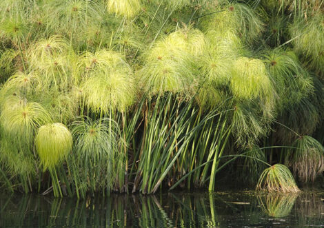 Papiro Brasileiro (Cyperus giganteus)