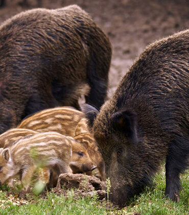 As espécies de animais invasores que mais causam problemas no Brasil