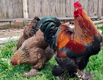Brahma Perdiz