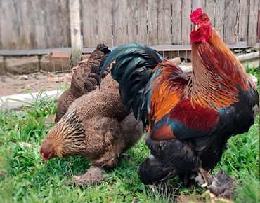Brahma Perdiz