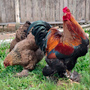 Brahma Perdiz