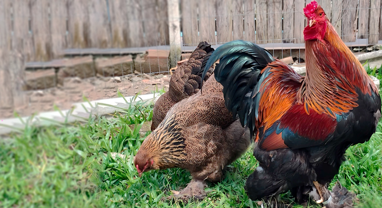Brahma Perdiz