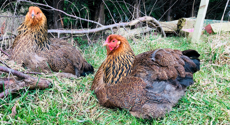 Galinhas Brahma Perdiz Galinhas Brahma Perdiz