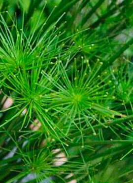 Papiro Anão (Cyperus prolifer)
