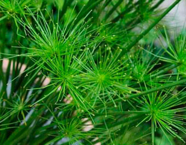 Papiro Anão (Cyperus prolifer)