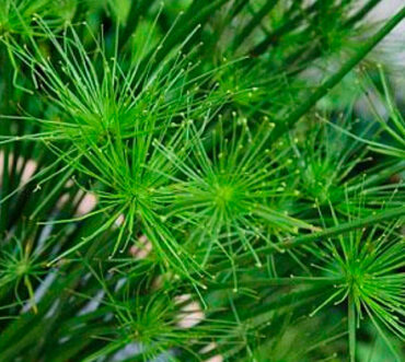 Papiro Anão (Cyperus prolifer)