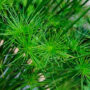 Papiro Anão (Cyperus prolifer)