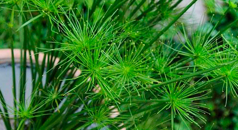 Papiro Anão (Cyperus prolifer)