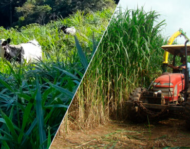 Capim Kurumi vs. Capim Capiaçu: qual escolher para sua fazenda?