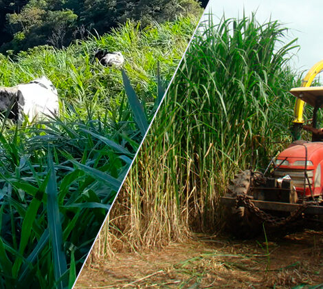 Capim Kurumi vs. Capim Capiaçu: qual escolher para sua fazenda?