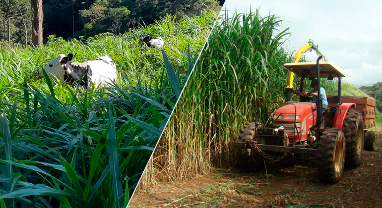 Capim Kurumi vs. Capim Capiaçu: qual escolher para sua fazenda?