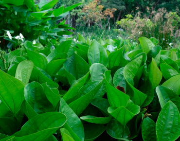 Chapéu-de-couro (Echinodorus grandiflorus)