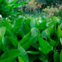 Chapéu-de-couro (Echinodorus grandiflorus)