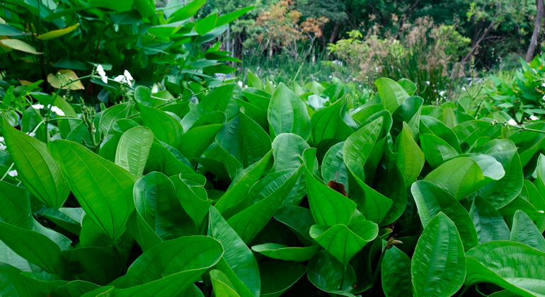 Chapéu-de-couro (Echinodorus grandiflorus)