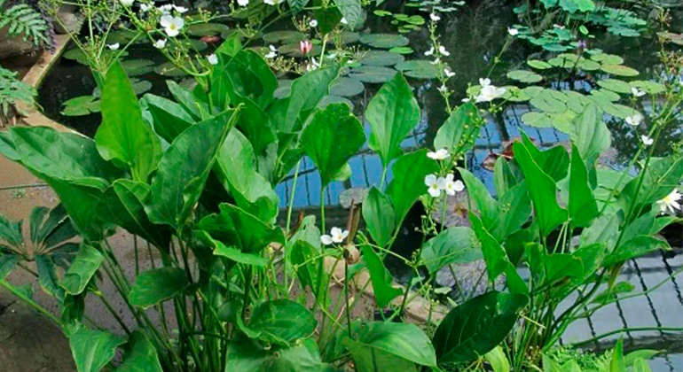 Uso ornamental do Chapéu-de-couro (Echinodorus grandiflorus) Uso ornamental do Chapéu-de-couro (Echinodorus grandiflorus)